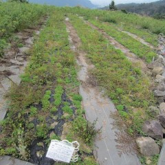 こちらの畑はまたもや雑草が！