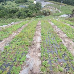 取っても取っても生えてくる雑草