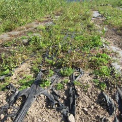 またもや農場の畑は3回目の除草作業