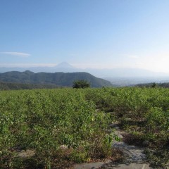 秋空に浮かぶ富士山