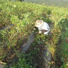 草と棘地獄はまだまだ続きます