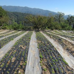 雑草も目立っていますが・・・・・