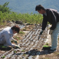 こちらの畑にも定植しました