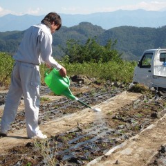 灌水して終了です