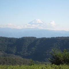 今日は富士山の冠雪が綺麗に見えました