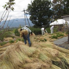 事務局前の畑に稲ワラを敷きます