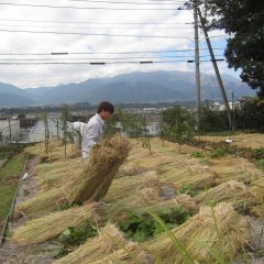 なるべく隙間無く敷き詰めます