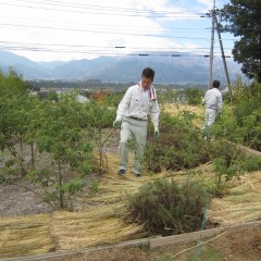 稲ワラを敷くと雑草も防げます