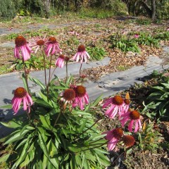 エキナセアの花が咲いています