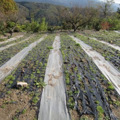 雑草がかなり目立っています