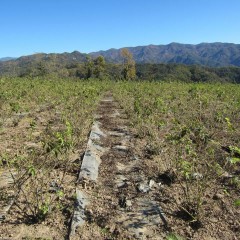 除草と仮剪定が進みスッキリしたローズ畑