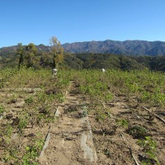 除草と仮剪定は休み無く続きます