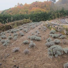 周りの木々はすっかり紅葉しています