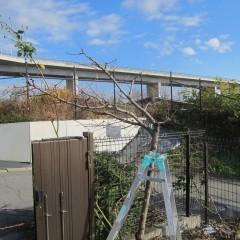 花芽を多く付ける短果枝を残します