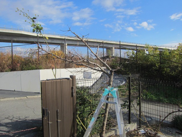 アーモンド剪定 Nard Japan ナード アロマテラピー協会