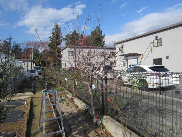 アーモンド剪定 Nard Japan ナード アロマテラピー協会