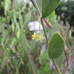 ホホバは雄雌異株の植物です