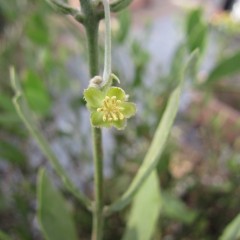 黄色い花粉がいっぱいです