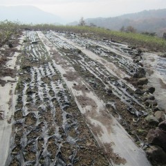 除草も終わりキレイなった畑