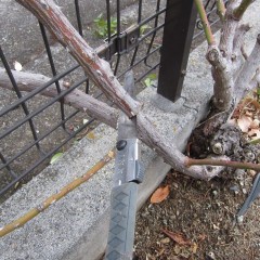 古い枝は元からバッサリと切り取ります
