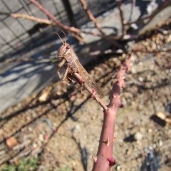 尖った枝先にモズの早煮えを発見