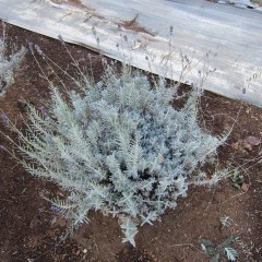 秋花が残ったラベンダー