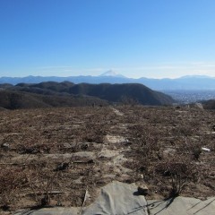 身の引き締まる年末のローズ畑