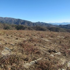 寒風の中、本剪定が始まりました