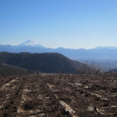 剪定の終わった後には切り枝が積み上がっています