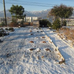 昨日降った雪が畑を覆っています