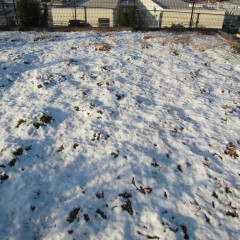 カモマイル・ローマンも雪の下