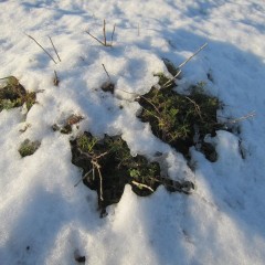 溶け始めた雪の下から顔を出しました