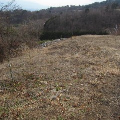 畑の脇には果樹を植えてあります