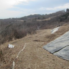 こちらの脇の荒れ地には