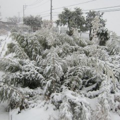 雪の重みで倒れたティートゥリー