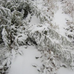 湿った雪は重たくのし掛かります