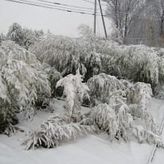 今年2回目の積雪