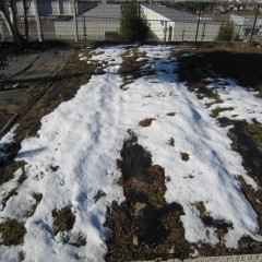 木陰のカモマイル・ローマンにはまだ雪が残っています