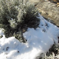 雪の重みで長い枝が地面に押し付けられています