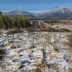 昨日の雪がまだ残っているローズ畑