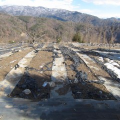 昼には農場の雪も溶けました