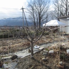 水平に誘引しました