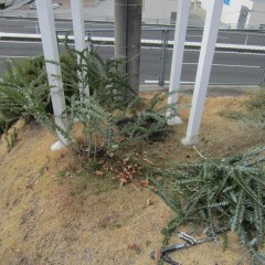 邪魔な枝を切り取って樹形を整えました