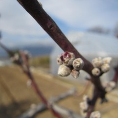 産毛に覆われて固かった蕾が膨らみ始めました