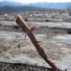 しかし、春の訪れを感じて芽が伸び始めました