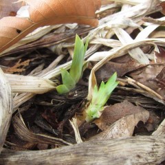 オリス（アイリス）も芽を出し始めました