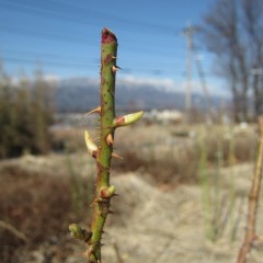 事務局前のローズは順調に育っています