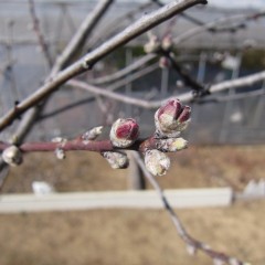 アーモンドの蕾の先からはピンクの花びらが覗いています