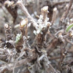 刈り込んだ中では新芽が顔を出している株もありました