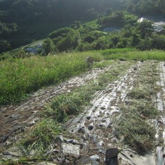 最高気温36℃の中、除草作業は続きます